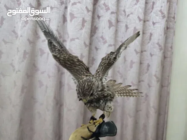 طير شرياس للبيع