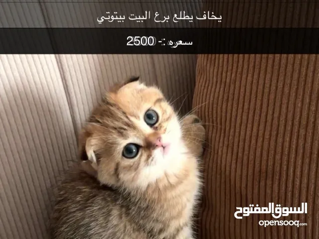 Scottish Fold Golden Shaded (Short Hair)