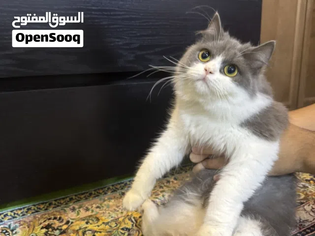 قطوة انثى جميلة مع كامل أغراضها