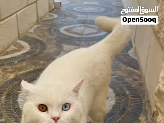 قطين للبيع ذكر و انثى
