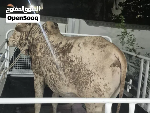 بيكب للنقل الابقار