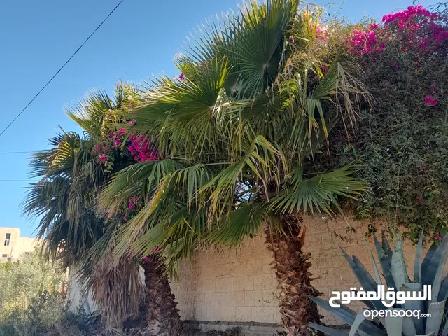 شجر نخيل للزينه