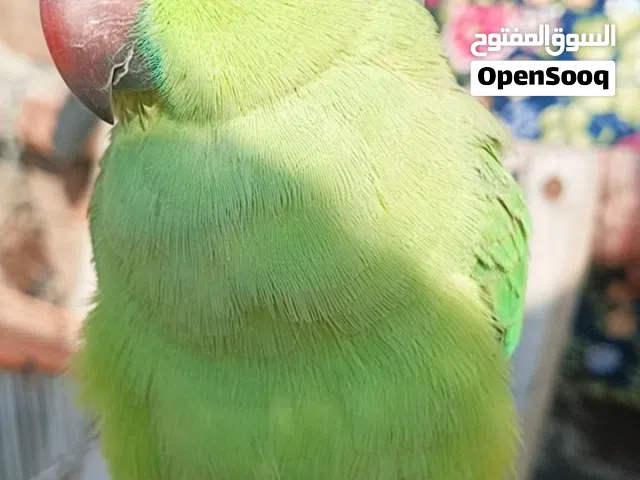 ببغاء الدره مال تبزير