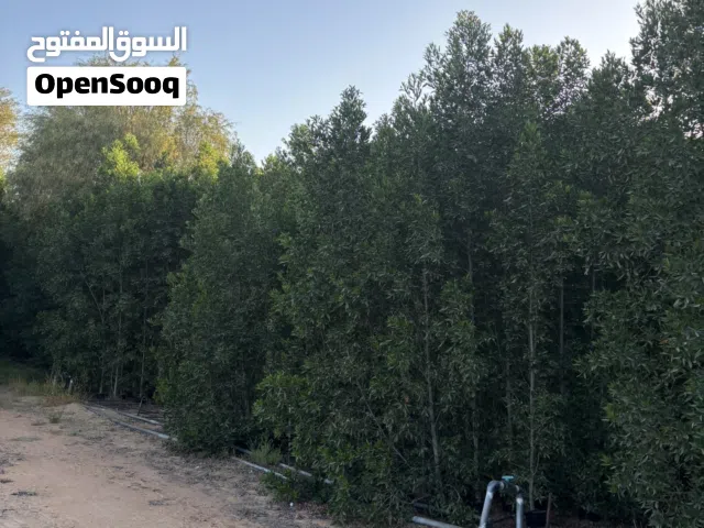Damas trees and plants for sale best price whole sale