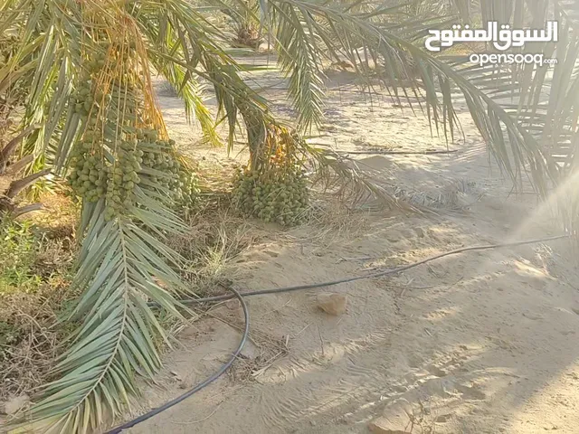 الواحات البحريه الأراضي الزراعية مستقبل مصر