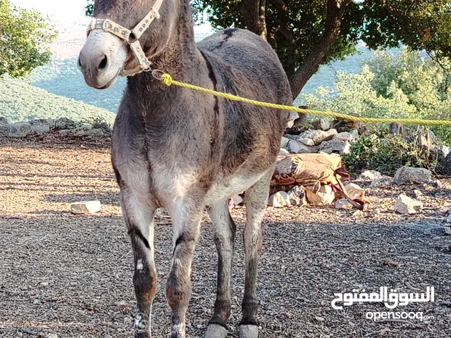 حماره للبيع نخب النخب