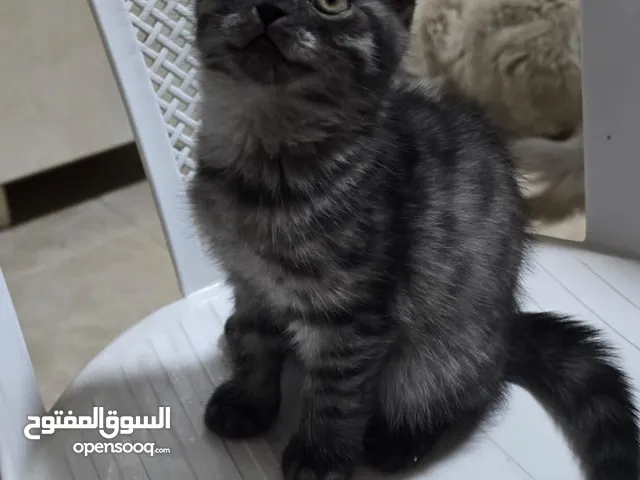 ذكرين سكوتش للبيع (للجادين )