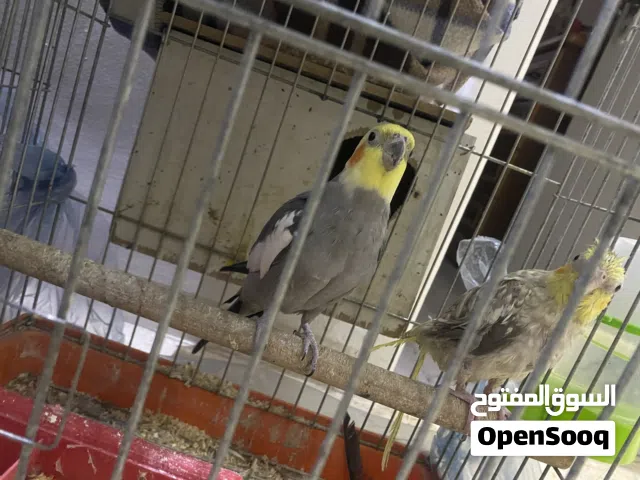 زوج كوكتيل شغال