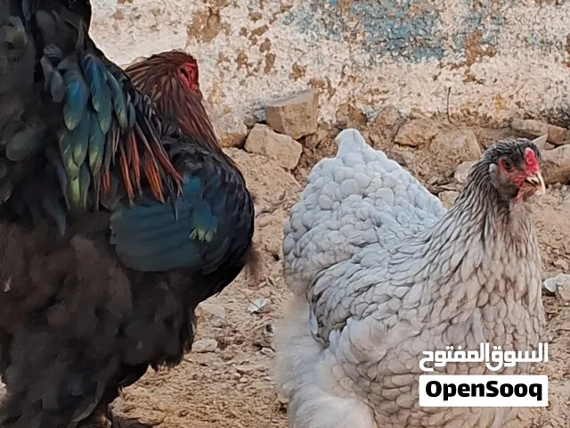 دجاج براهما العملاق