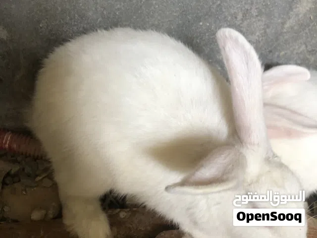 أرانب للبيع