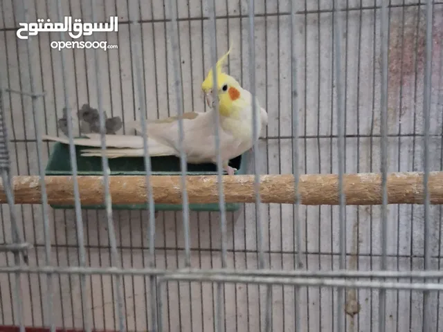 ذكر كوكتيل