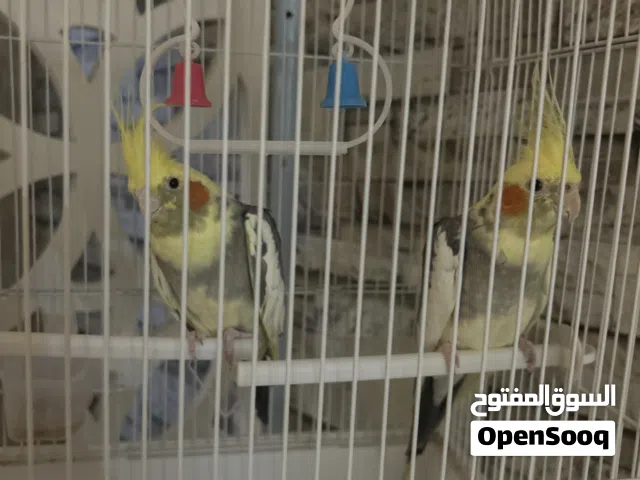 طير كروان طير الحب