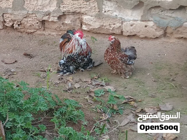 دجاج استرالي