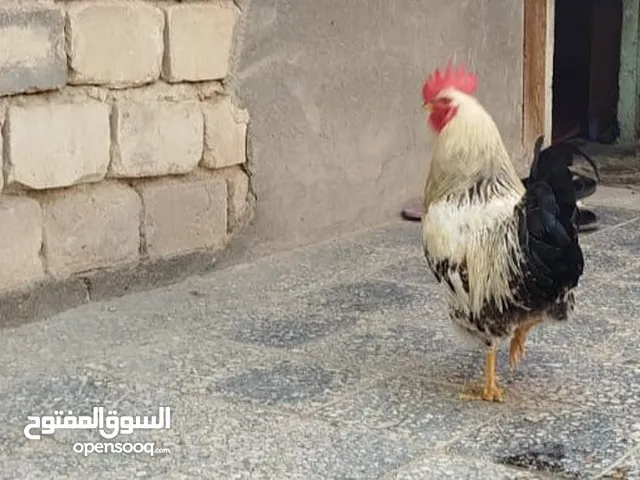 ديج عرب للبيع