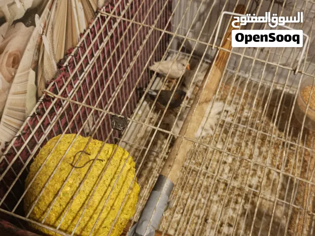 سلام عليكم اخوان فناجس  بس طيور صحه زينه و منتجات