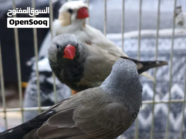 3فحله 2شاركول واحد ويت كرست