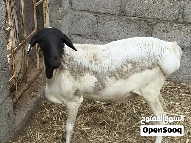 كبش صومالي للبيع