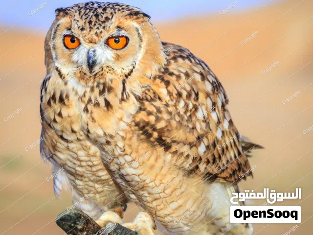 طائر بوم للبيع  رجاءاً لحد يدخلي وما يشتري ماعندي خلك للسوالف