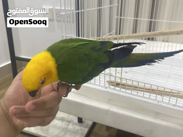 صن كنيور العمر 8 شهور و نص