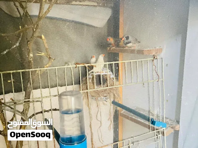 متوفر زوز كوبيات زيبرا للبيع الله يبارك المكان طرابلس السراج