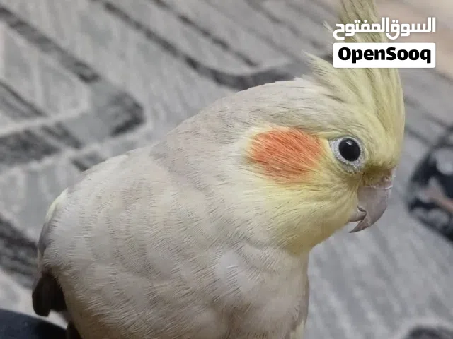 انثى كوكتيل أليفة جداً للبيع