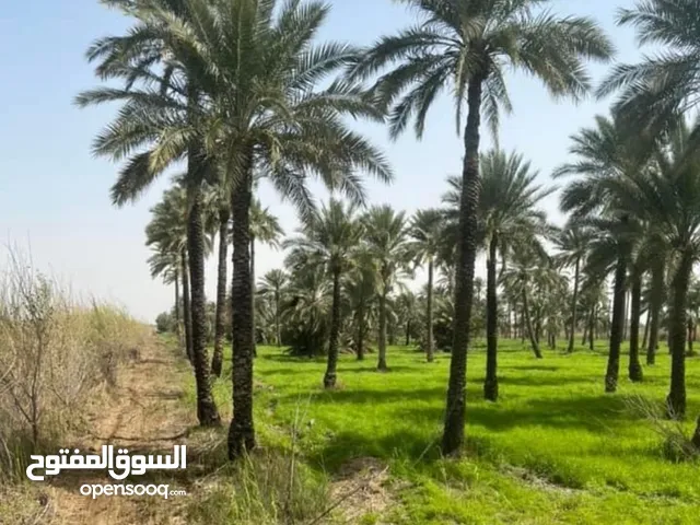 Farm Land for Sale in Baghdad Madain