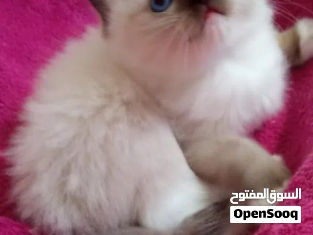 سيامو راݣدول