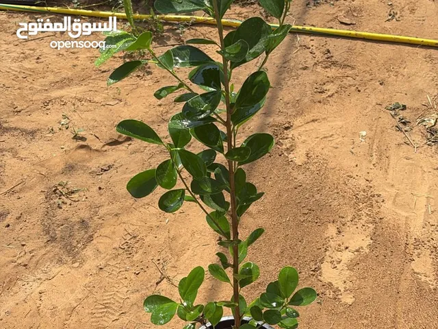 نباتات خارجي وداخلي ومثمرة وزينة