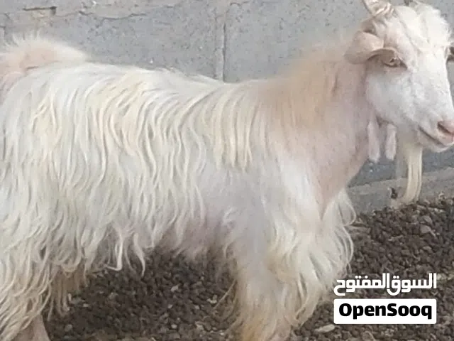 السلام عليكم تيس عماني تربية او الذبح سمين