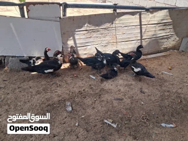 بط للبيع حاجه نظيفة اللهم بارك مصراتة