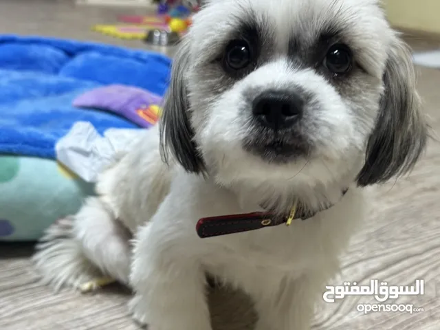 للتبني .. نثيه