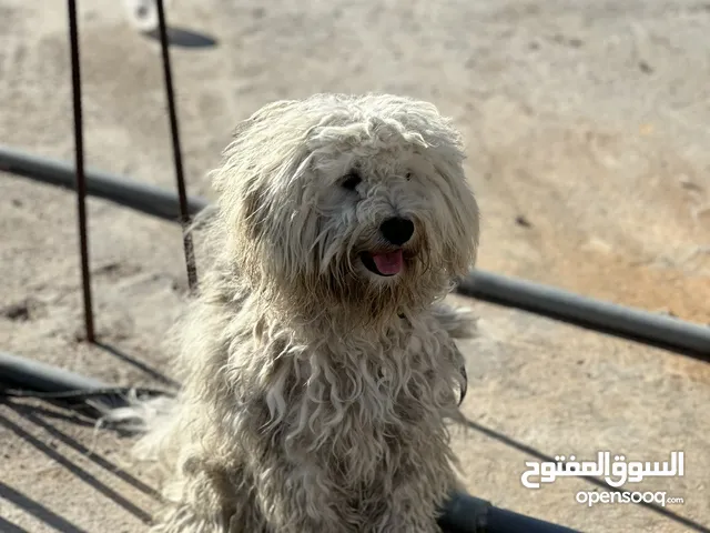 كلب فرنسي ذكر