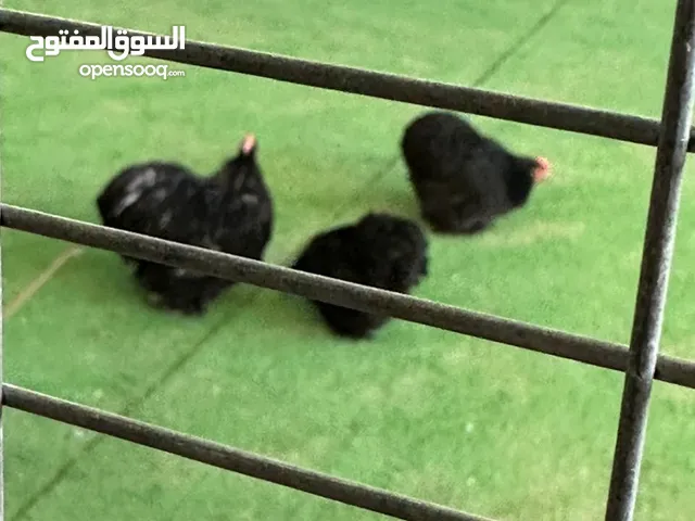 سيت دجاج كوشن بلاك بلو شرط الصحة