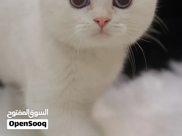 اسكوتش استريت