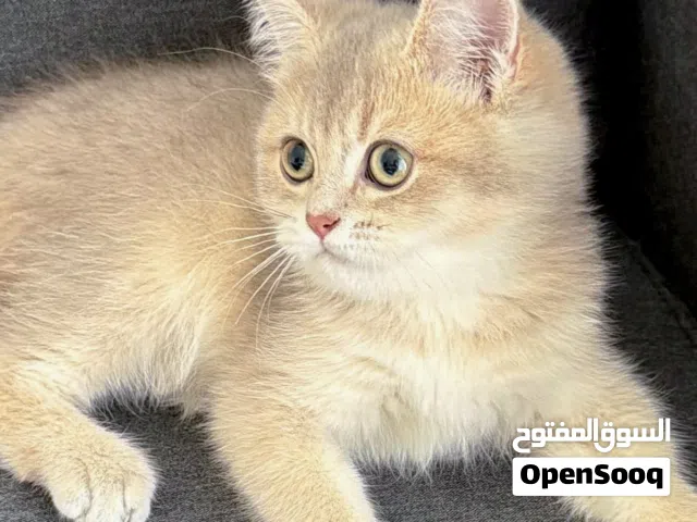 Pure British Shorthair Chinchilla Ay Lilac color