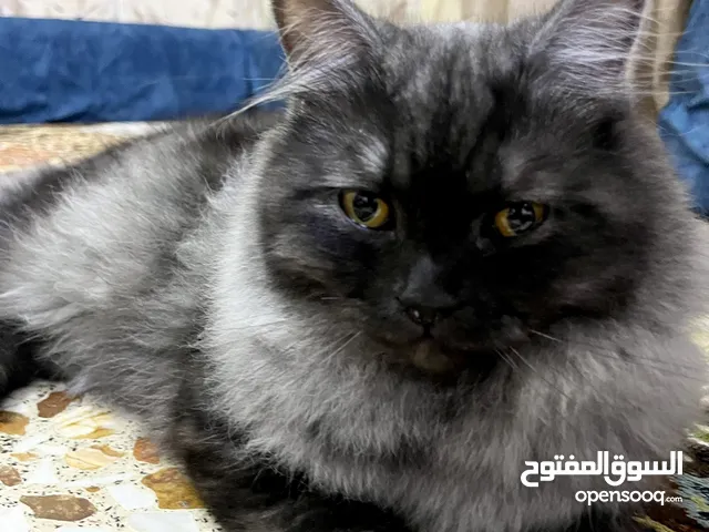 قطة شيرازي العمر 8 أشهر ملقح كامل تلقيحات