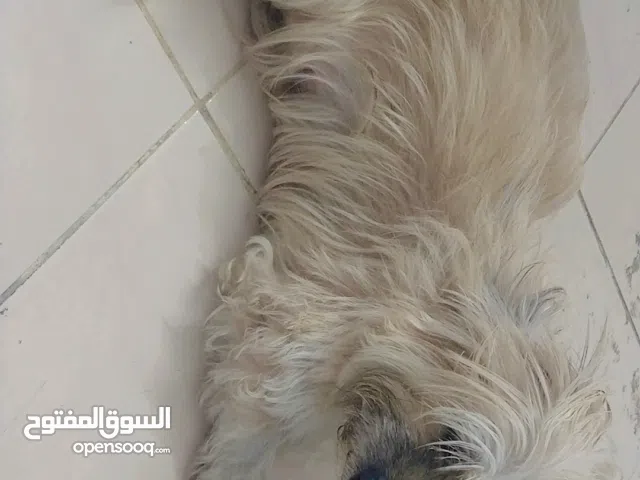 yah bahut Achcha hai