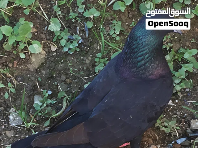 كويتي عرض خاص الزوج ب500.... Kuwaity pigeon
