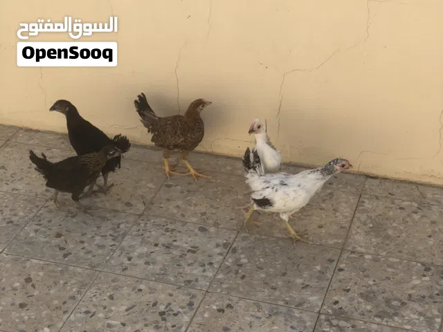 صيصان بلدي شهرين