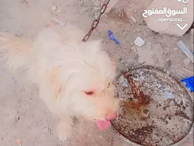 كلب زينه البيع مستعجل على بيعه ماعندي بكان مكاني شط العرب الجزيره الثانيه
