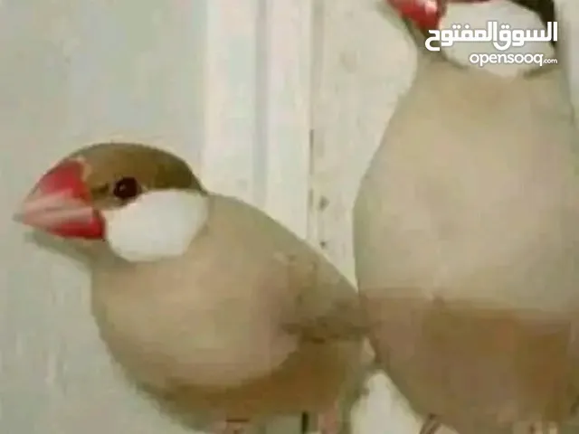 عصافير جاوة عسلي