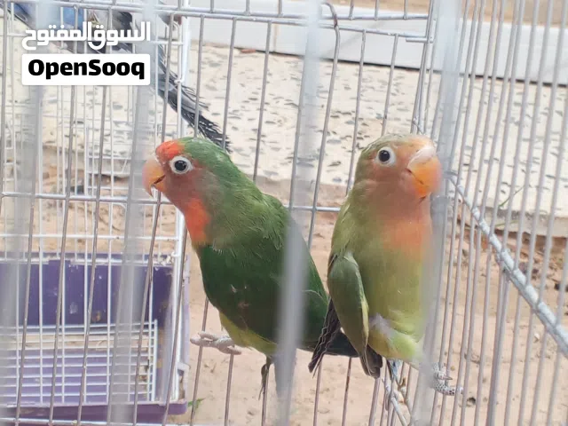 كوبية بركديلو ربي يبارك للبيع