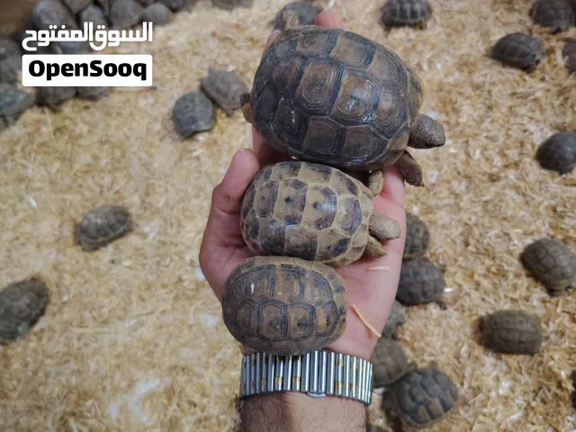 سلاحف برية يونانية