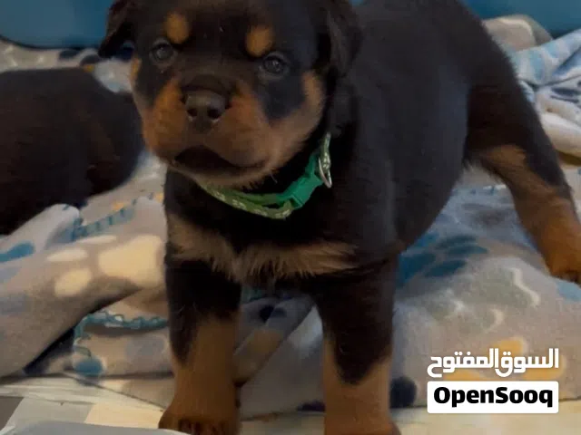 للبيع جراوي روت وايلر مستوى عالي