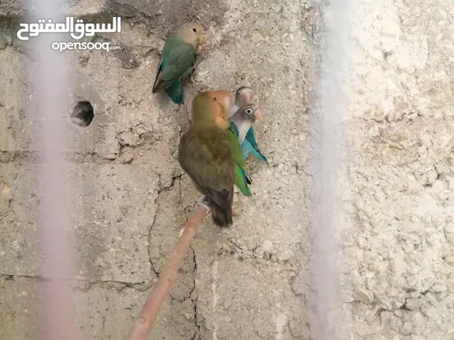 ثلث جواز شغالات الوان حلوه جوزين روز أخضر وزيتي تركواز وجوز فشر ازرق راس اسود وجوز للبيع او البدل