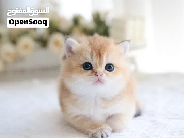 Pure British shorthair kitten