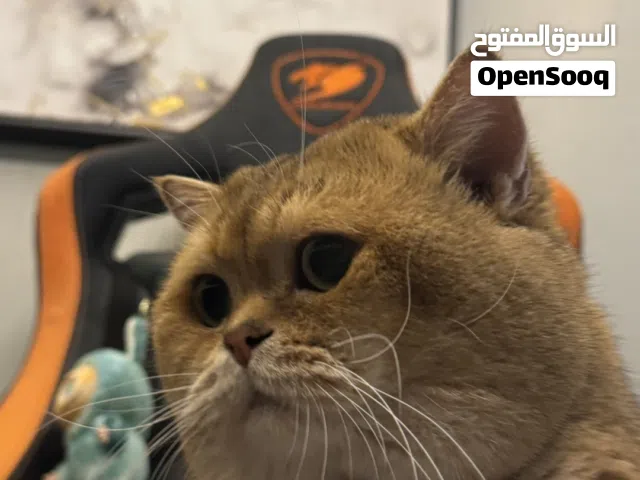 للبيع بسبب كثرة القطط عندي