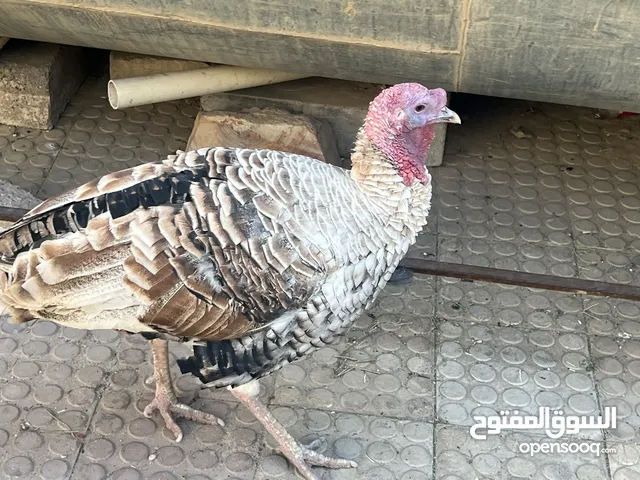 ديك رومي ذكر