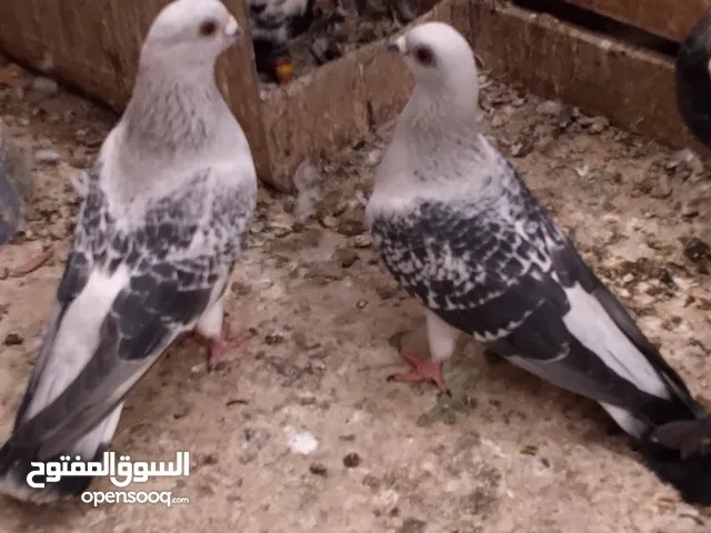 حمام مشكل للبيع