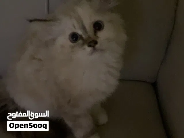 للبيع قطة 4 أشهر مكس شيرازية وهملايا